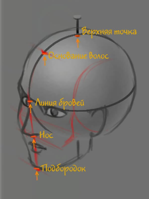 Ключевые точки в пропорциях головы